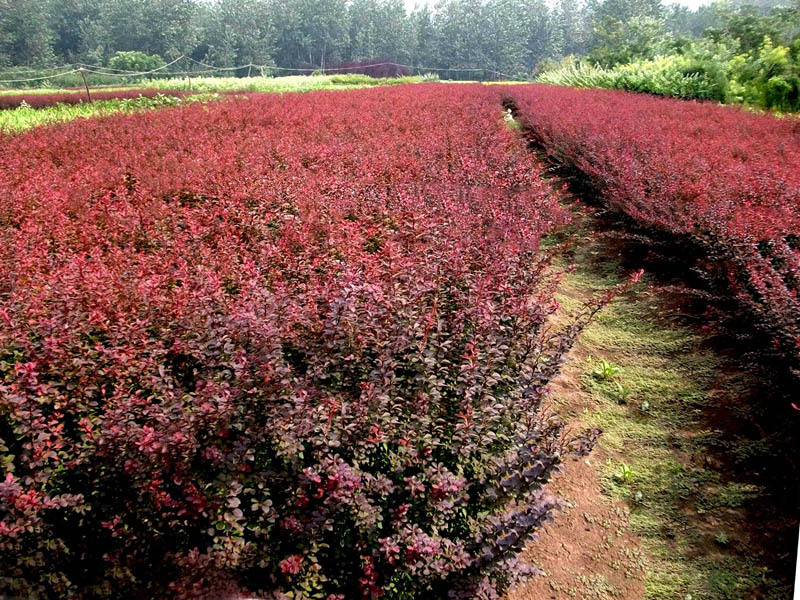 青州綠化苗木種植基地