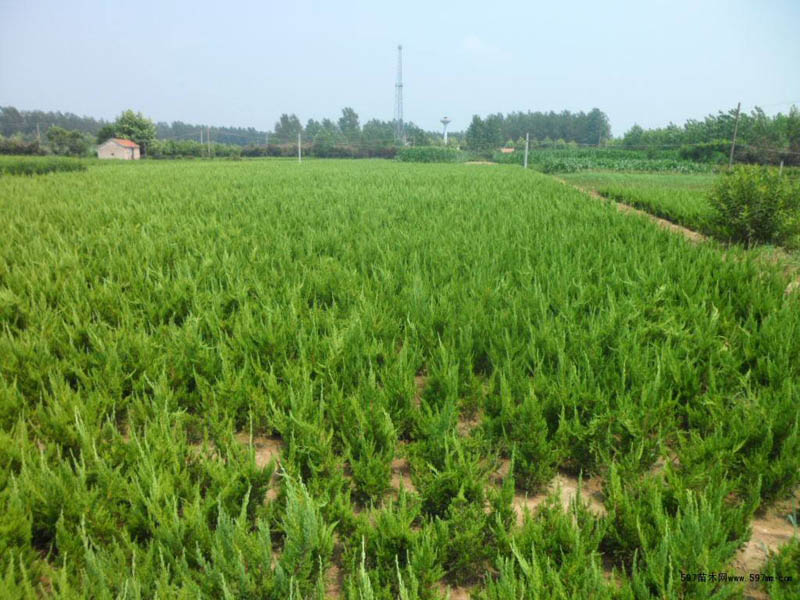 山東草花苗木種植基地